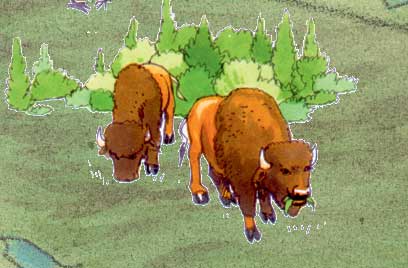 Wood Buffalo National Park - world's most bison